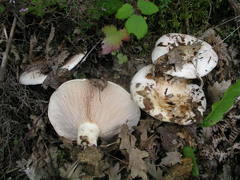 Lactarius fotog. il12.06.07